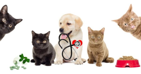 Dog in between two cats holding a stethoscope